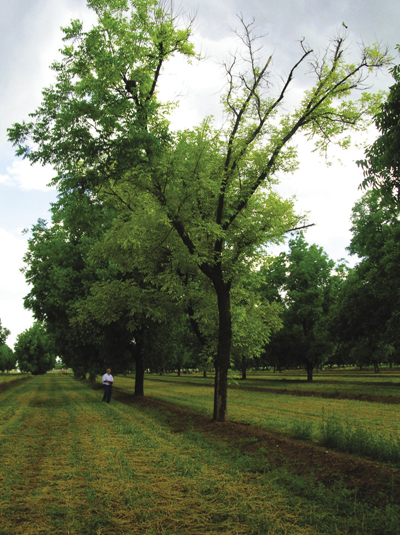 Figure 6. Pecan tree that has experienced branch and limb dieback due to iron deficiency.